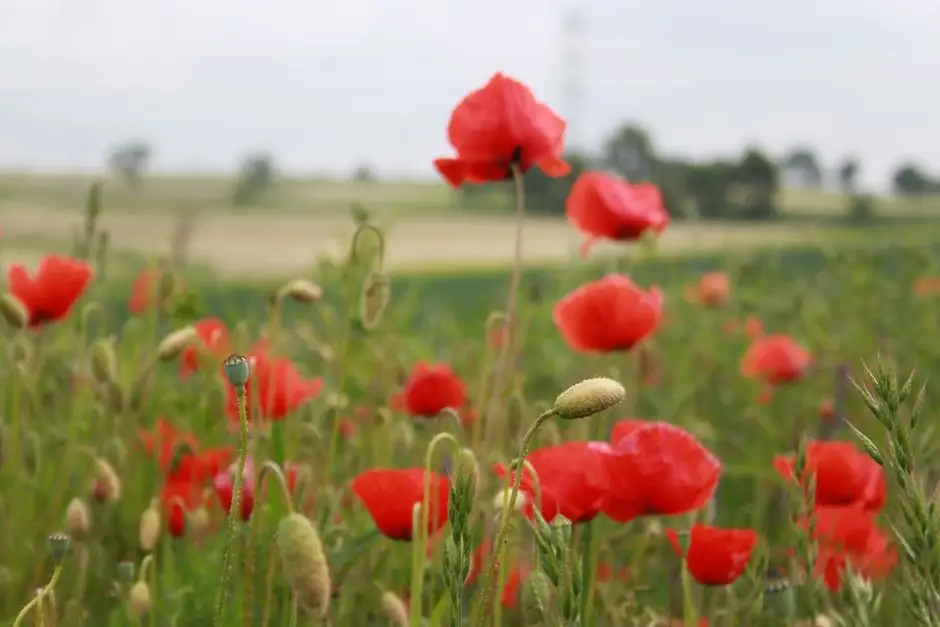Dożynki Gminne w Giżynie – święto plonów pełne tradycji