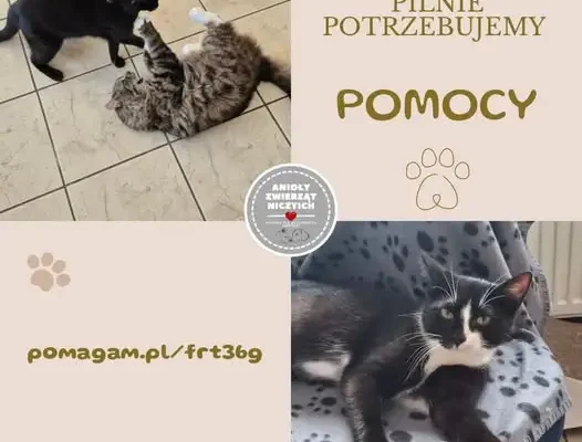 Kryzys w kociarni: 11 kotów chorych na FIP, potrzebna pilna pomoc