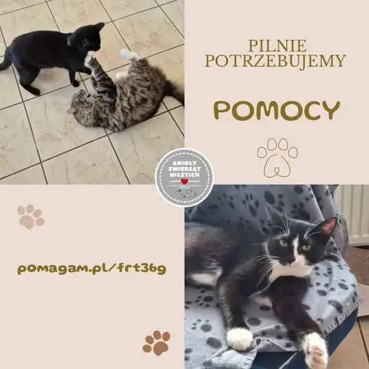 Kryzys w kociarni: 11 kotów chorych na FIP, potrzebna pilna pomoc