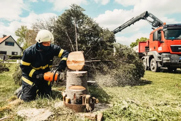 Powalone drzewo na ul. Bydgoskiej w Złocieńcu — interwencja strażaków OSP
