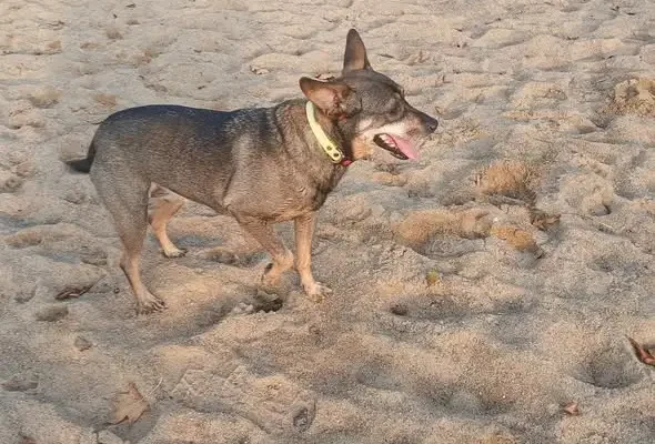 Czaplinek: pies zaklinowany na plaży miejskiej. Interweniowała OSP